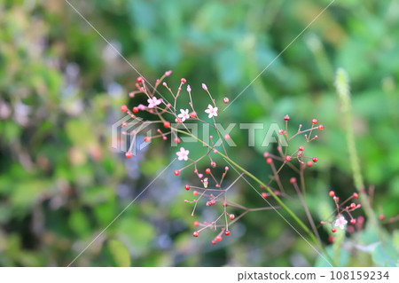 Small pink orchid flowers and fruits 108159234