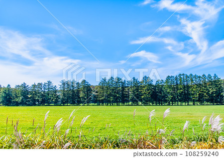 Scenery of blue sky and green earth 108259240