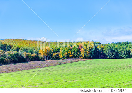 Scenery of blue sky and green earth 108259241