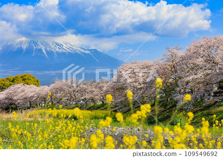 靜岡縣、富士市、龍權淵櫻花樹和富士山 109549692