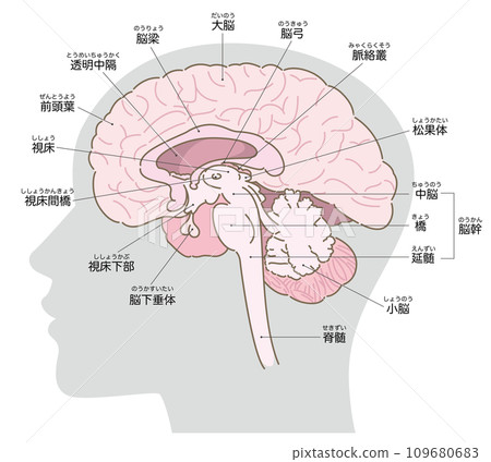 Cross-sectional diagram of the brain, with head silhouette (gray), with name 109680683