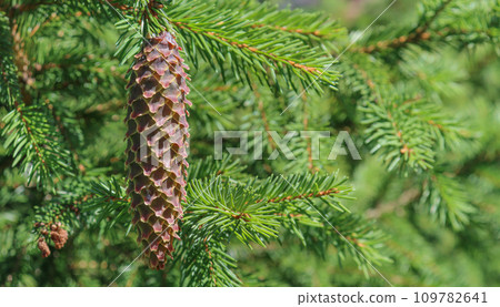 Photo of a fir cone hanging on a green branch. 109782641