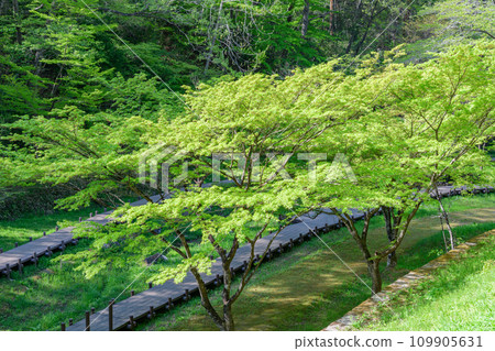 Spring in full bloom Sendai Taihara Forest Park 109905631