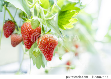 Red strawberry fruit House strawberry strawberry picking Yamamoto Town, Miyagi Prefecture 109087354