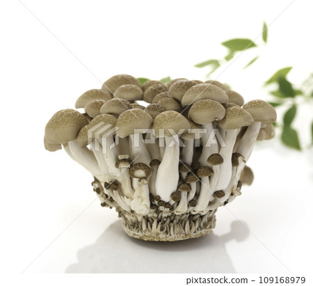 Shimeji mushrooms white background 109168979