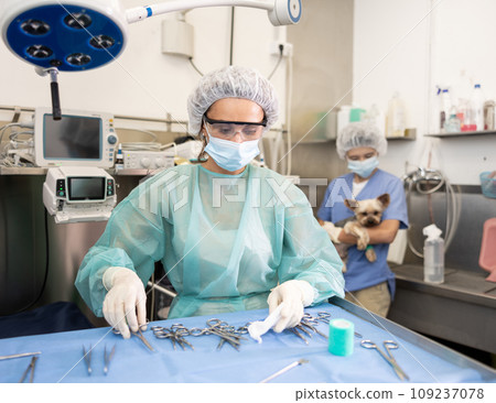 Woman veterinarian in full protective gear arranges instrument on desktop, prepares to treat patient 109237078