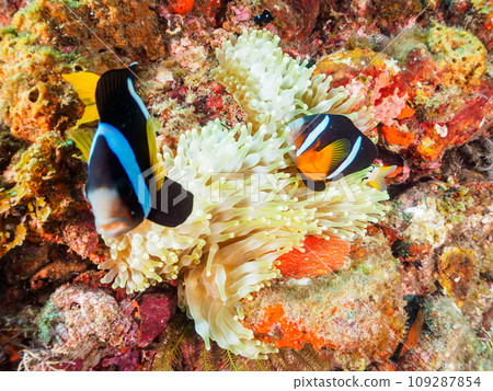 A cute pair of clownfish (subfamily Anemonefish) guarding their eggs in the beautiful anemone field at Hirizo Beach. Izu Peninsula, Shizuoka Prefecture 109287854