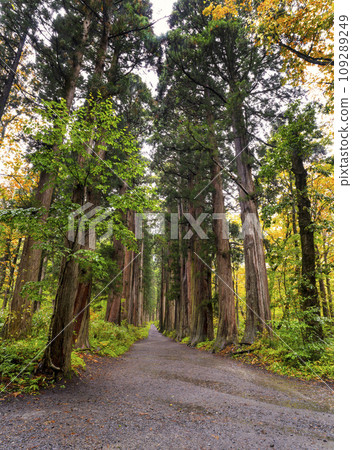 Togakushi Shrine Okusha approach 109289249