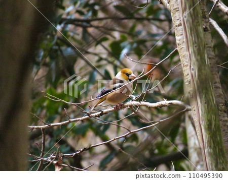 A male shime perched on a tree branch 110495390