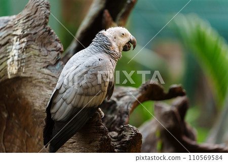 African grey parrot (Psittacus erithacus) on wood tree branch 110569584