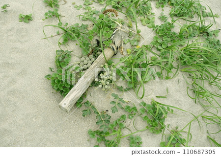 plants on the sand 110687305