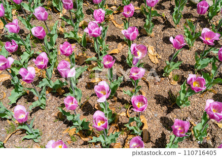 [Flower material] A field of tulips [Nagano Prefecture] 110716405