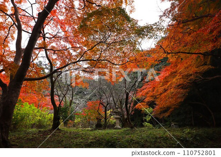 Chogakuji autumn leaves 110752801