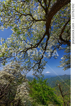 Mt. Fuji seen from the Tanzawa Main Road with white palm azaleas in bloom 110762492