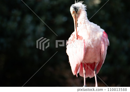 A standing spoonbill 110813588