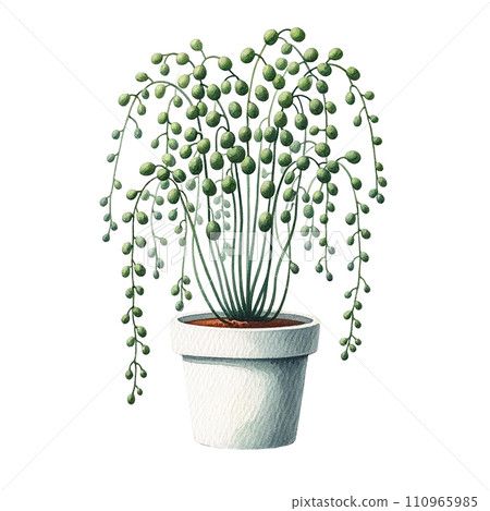 Senecio (String of Pearls, String of Bananas)  in a pot watercolor clipart 110965985