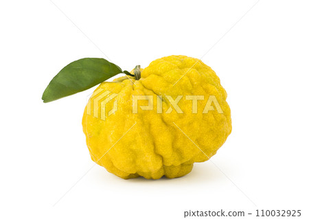 Oni Yuzu - Ripe yuzu on white background 110032925