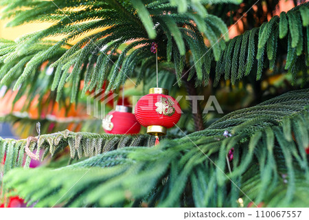 Chinese New Year toy as a red lantern hanging on a Araucaria columnaris or coral reef araucaria in Kuala Lumpur 110067557