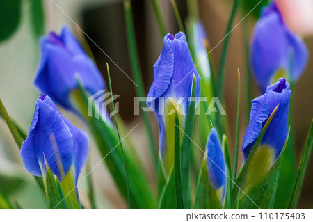 Purple flowers irises in garden. Violet bearded iris or barbata. Growing ornamental plants. Summer natural background. 110175403