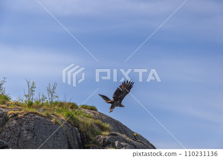 White-tailed eagle soars against Norway's Lofoten sky, wings spread 110231136