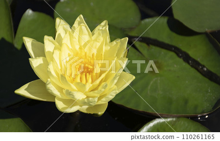 White water lily 110261165