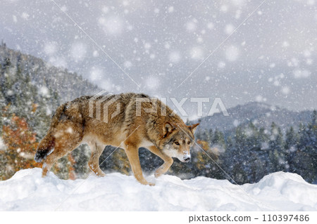 Gray wolf, Canis lupus in the winter mountain 110397486