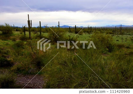 Sonora Desert Arizona 111420960