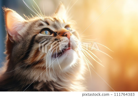 a close up of a cat's face with sun light flare. generative ai 111764383