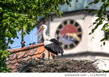 European white Stork, Ciconia ciconia with small babies on the nest in Oettingen, Swabia, Bavaria, Germany, Europe 111863050