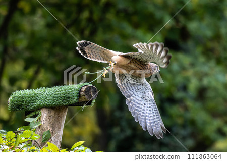 Common kestrel, Falco tinnunculus is a bird of prey species belonging to the falcon family Falconidae. 111863064