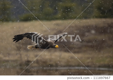 Steller's sea eagle (Haliaeetus pelagicus) flying bird of prey, snowy day, Hokkaido, Japan. 111897667