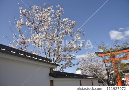 Spring Fushimi Inari cherry blossoms and torii gate 111927972