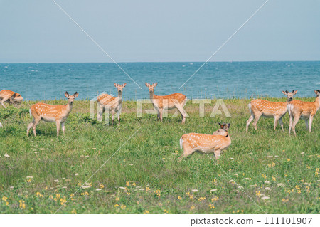 A herd of sika deer appeared on the beach 111101907