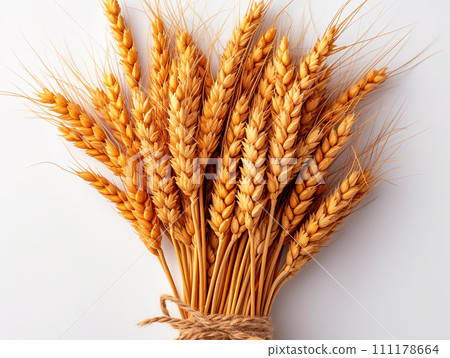 Wheat isolated on white background in minimalist style.  111178664