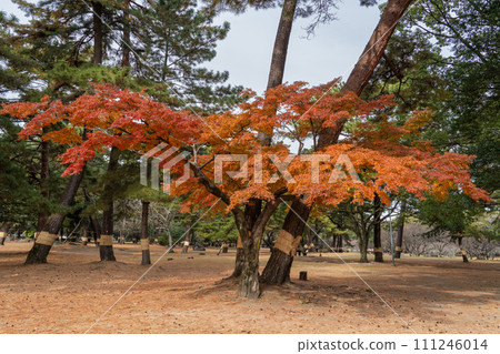 Autumn in Beppu Park 111246014