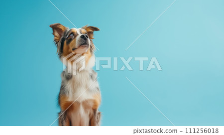 Advertising portrait, banner, smiling colored australian shepherd stands on its hind legs, isolated on blue background 111256018