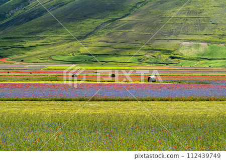 Lentil flowering with poppies and cornflowers in Castelluccio di Norcia, Italy 112439749