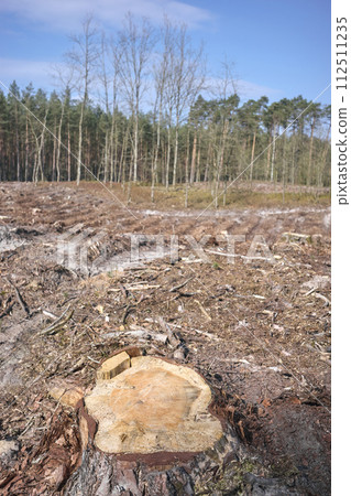 Photo of a tree stump, selective focus. An example of legal deforestation, the impact of exploitative state forest policy in Poland. 112511235