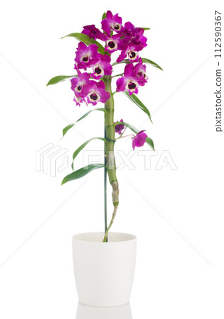 Beautiful pink orchid in a flowerpot 112590367