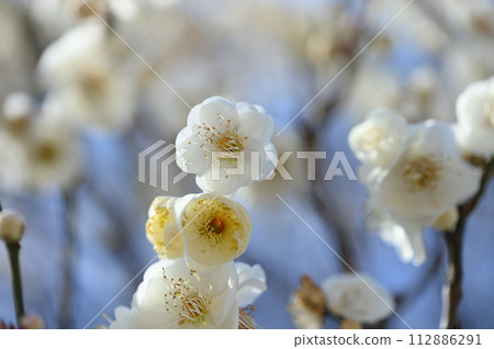 Plum blossoms seen with a macro lens 112886291