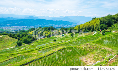 Inakura rice terraces (June) 112978320