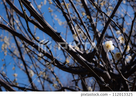 A single white plum blooms in early spring 112013325