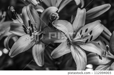 monochrome lily flower 112094003