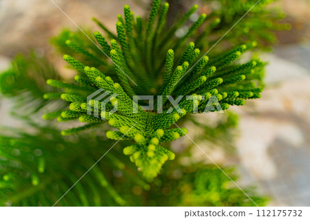 Araucaria heterophylla. 112175732