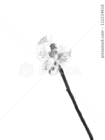 Monotone illustration of white plum blossoms painted in watercolor [hand-painted] White background Transparent background Copy space available 112214618