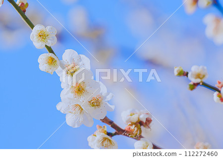 White plum blossoms shine against the blue sky in February 112272460