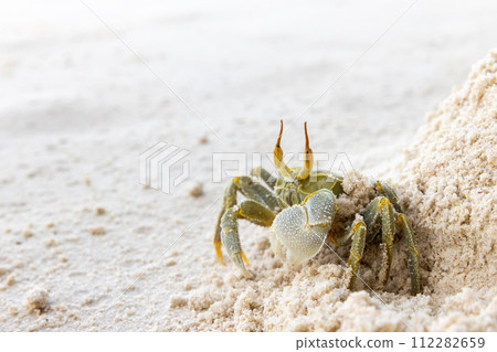 Horned ghost crab or horn-eyed ghost crab is on white coastal sand 112282659