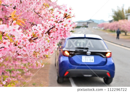 與河津櫻花和藍色汽車一起行駛 112296722