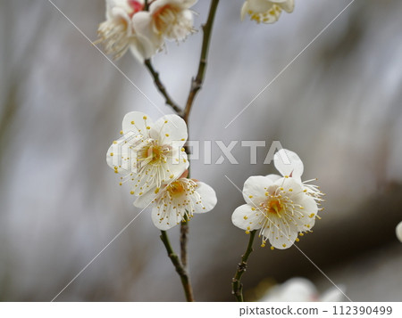 White plum blossoms 112390499