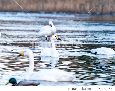 A flock of graceful and beautiful swans wintering on the Arakawa River in the Tokyo metropolitan area - Evening scenery 113400962